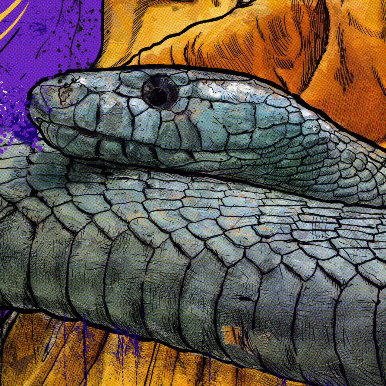 Black Mamba: Tribute to Kobe